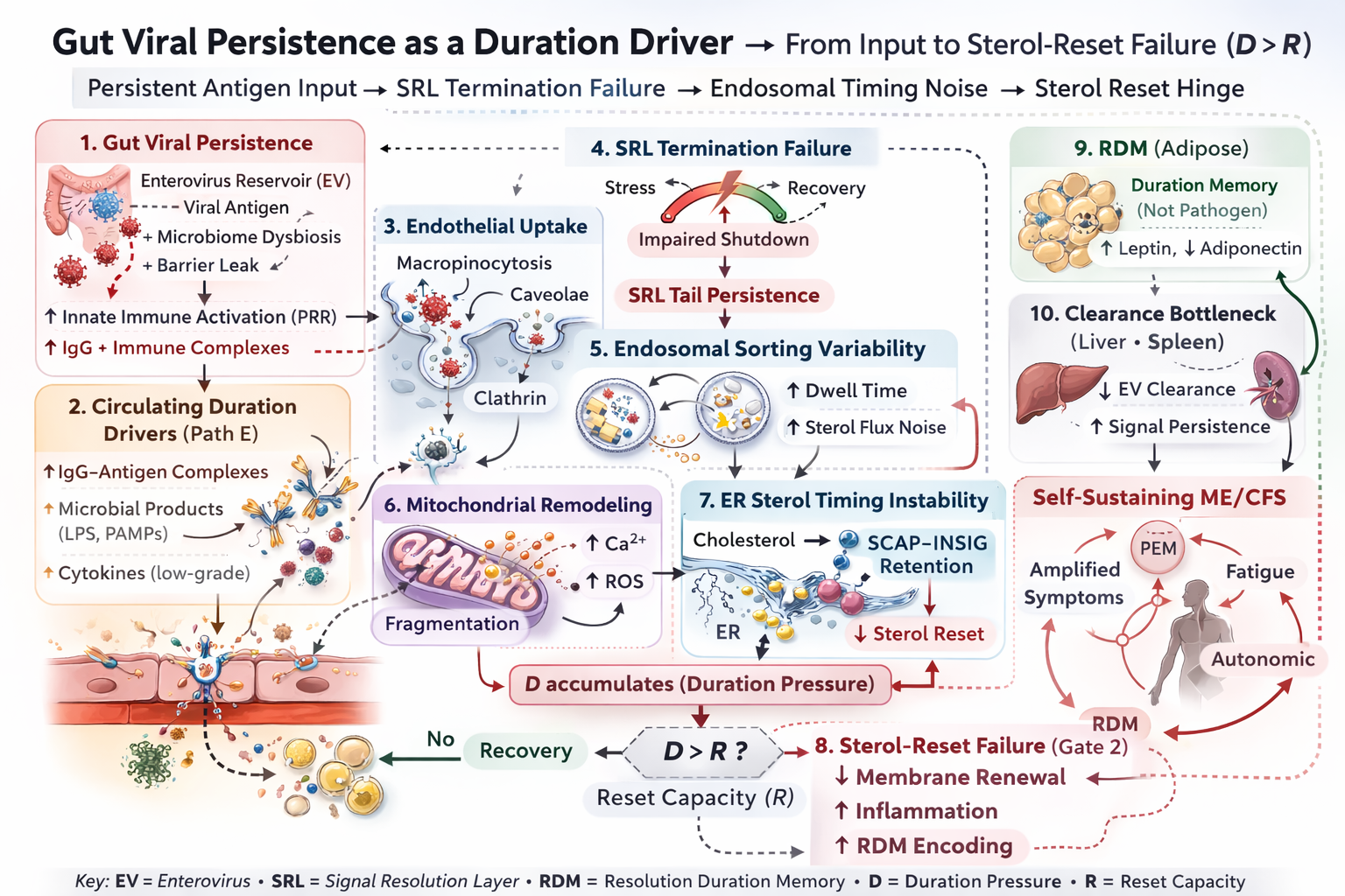 Diagram linking gut viral persistence and circulating duration drivers through endothelial uptake, SRL termination failure, endosomal sorting variability, mitochondrial remodeling, ER sterol timing instability, and sterol-reset failure at Gate 2 when D exceeds R.